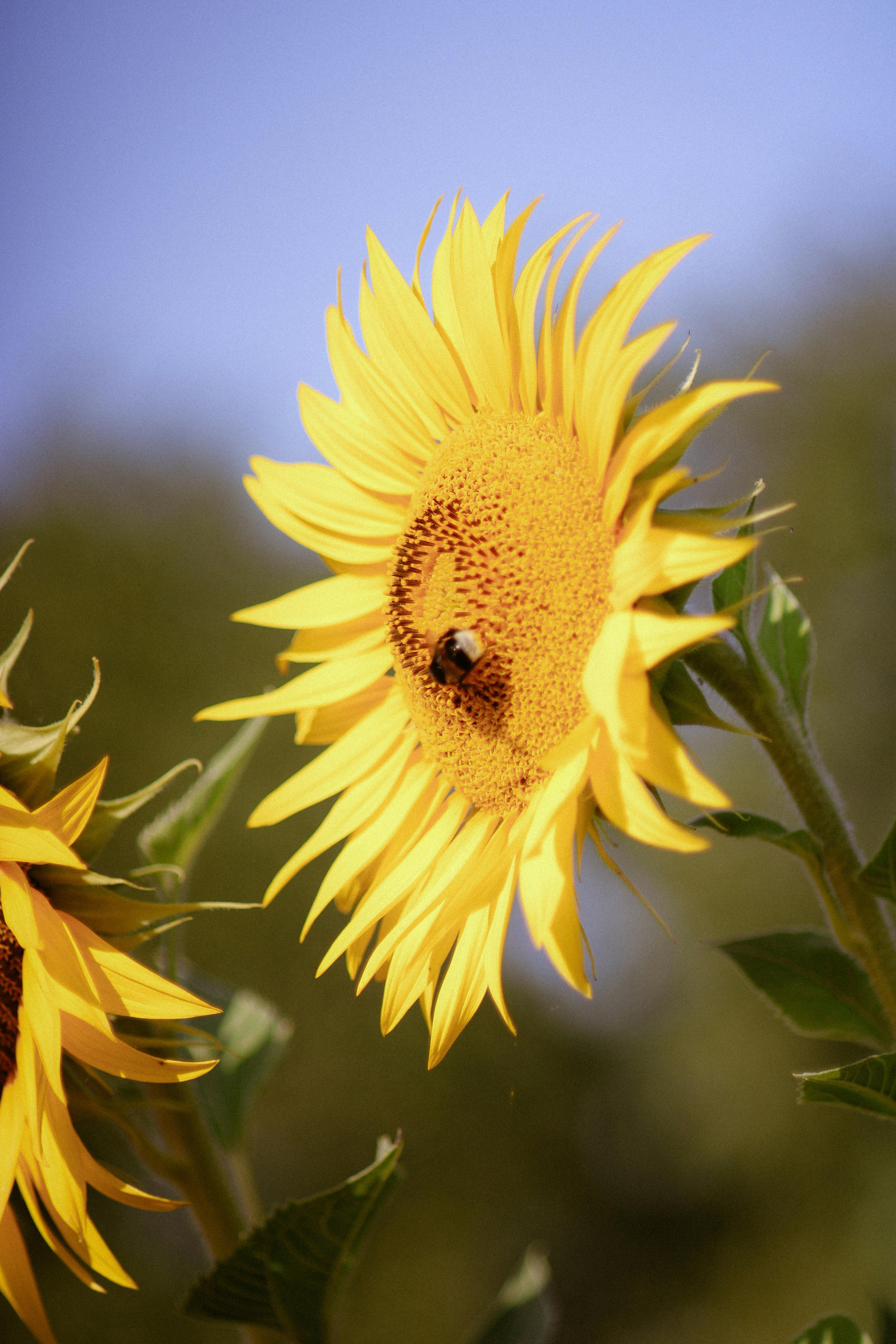 Bright sunflower in full bloom with a bee collecting pollen on a sunny day.