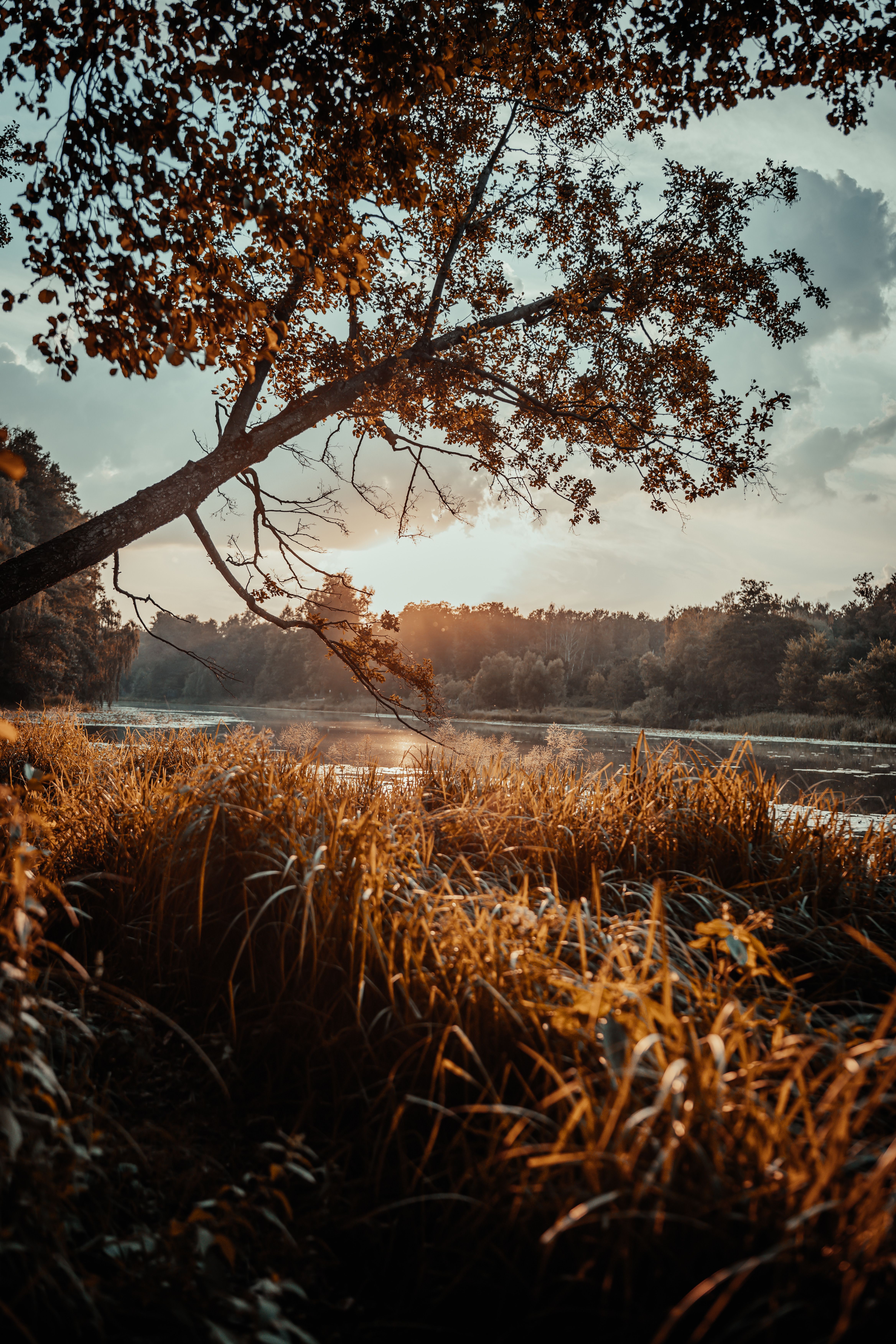 A tree in the middle of a lake with the sun setting behind it · Free ...