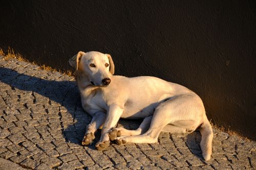 Free A stray dog relaxing on a sunlit cobblestone pavement in Bornova, İzmir, Türkiye. Stock Photo