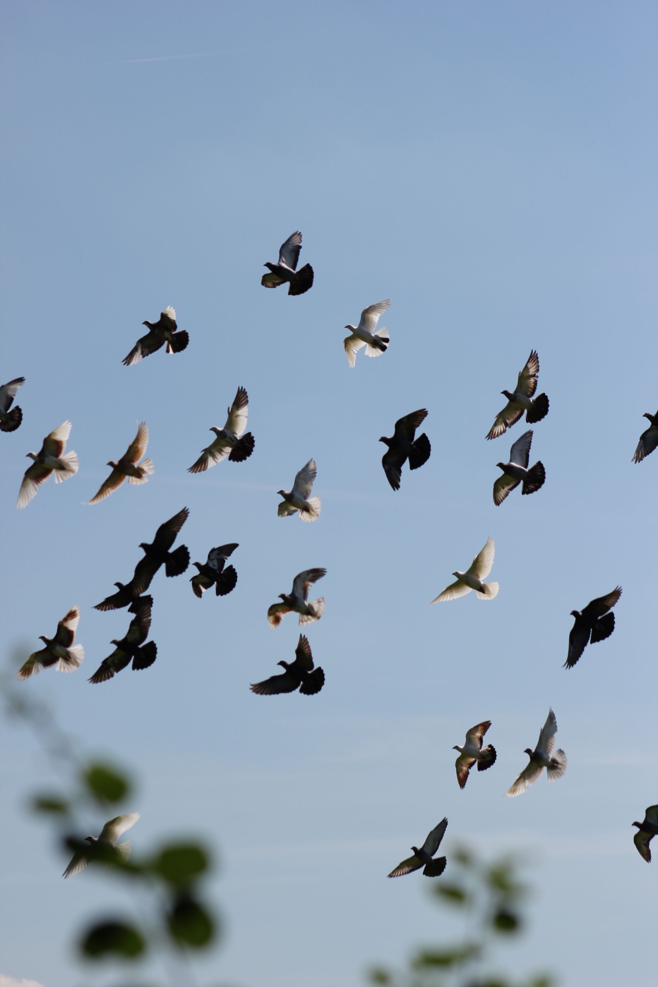 Photo of Flock Of Birds in the Sky · Free Stock Photo