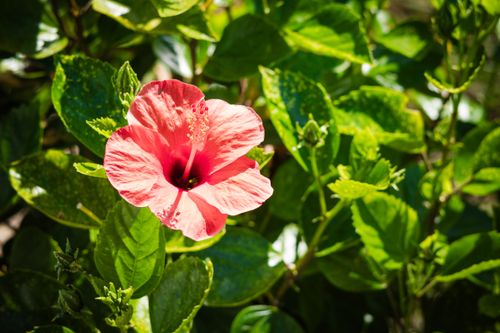 Free Close-up of a pink hibiscus flower basking in sunlight amidst green foliage. Stock Photo
