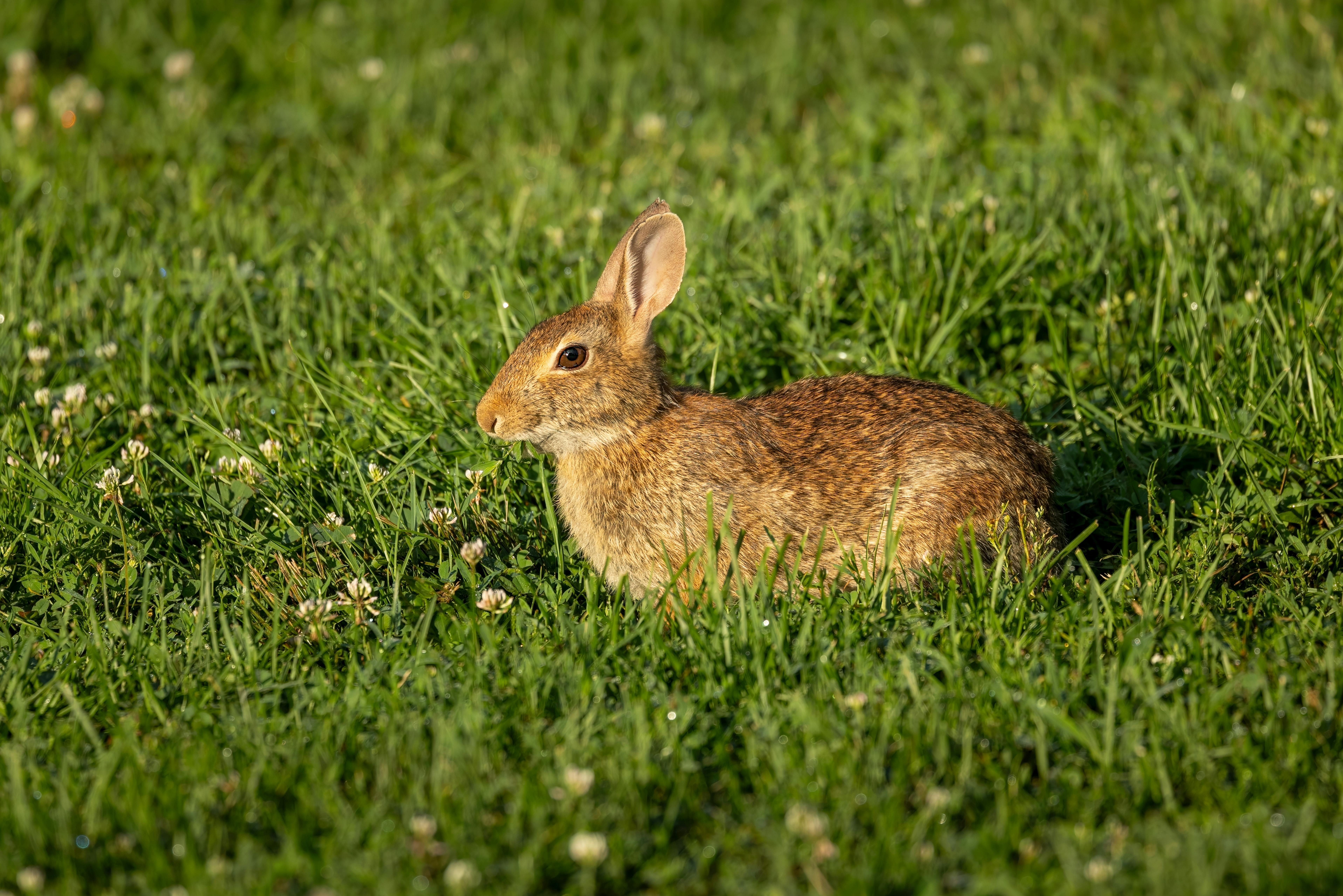 a rabbit sitting in the grass in the middle of the field