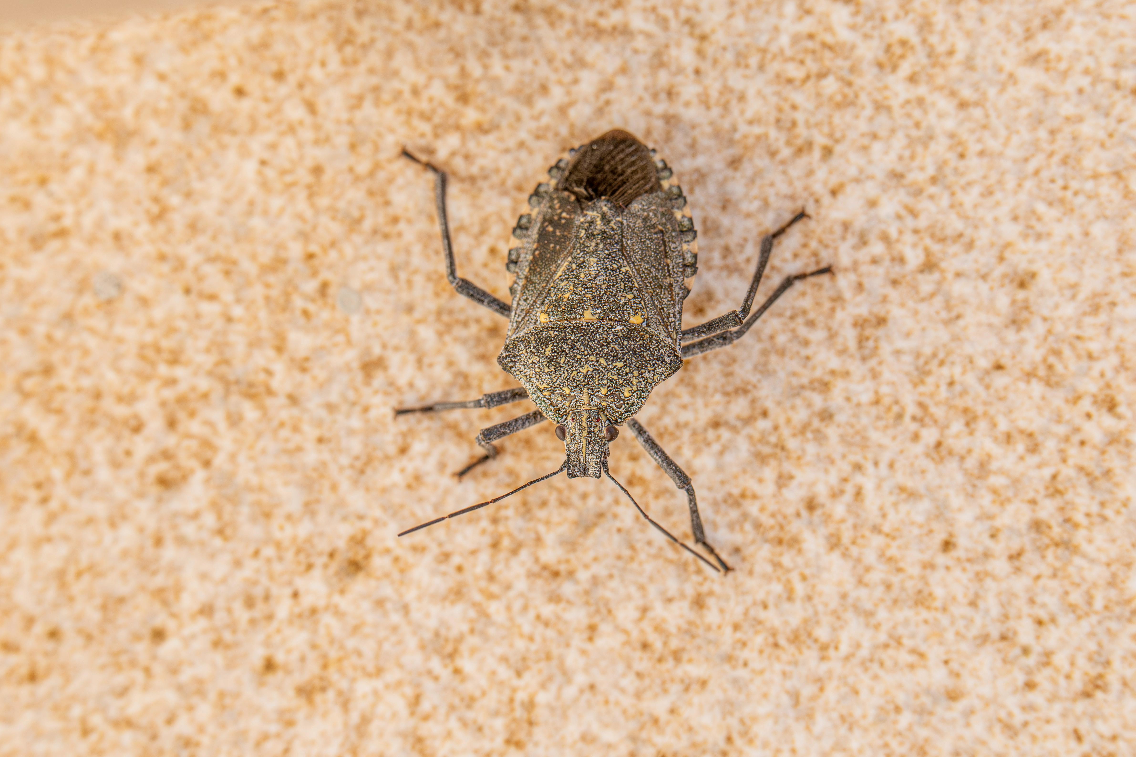 Closeup of an almond stink bug (Apodiphus amygdali) on sandy texture, highlighting its shield-like details.