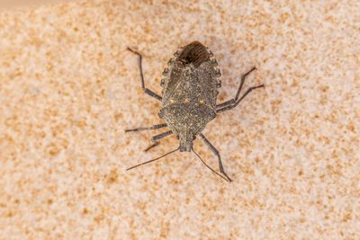 Bed Bug Control
