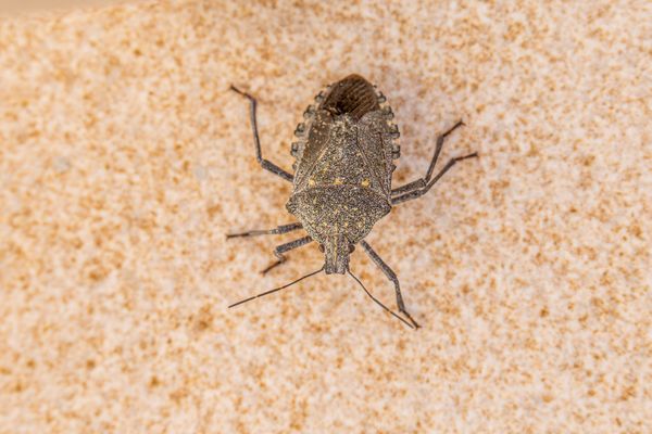 Bed Bug Treatment
