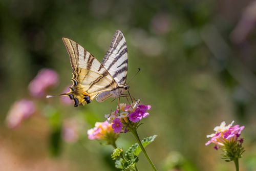 Free A close-up of a Scarce Swallowtail (Iphiclides podalirius) on a colorful flower, capturing nature's beauty. Stock Photo