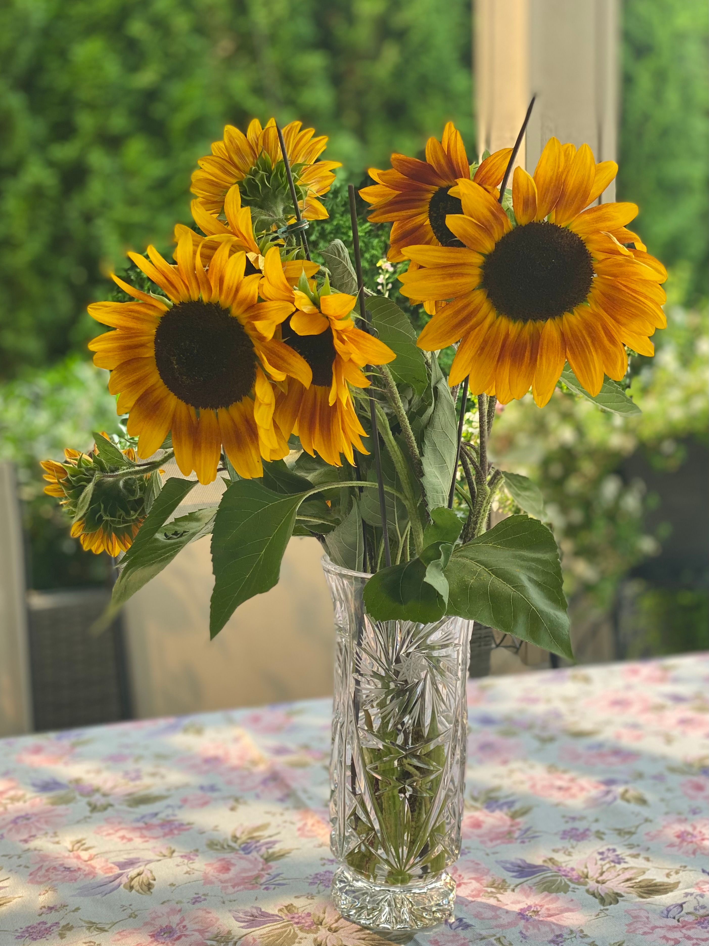 A vibrant bouquet of sunflowers in a crystal vase on a floral tablecloth under bright sunlight.