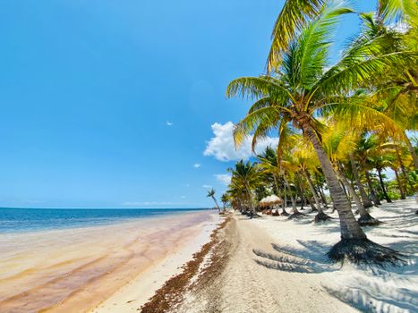 Idyllic tropical beach with palm trees along the turquoise coast, perfect for relaxation.