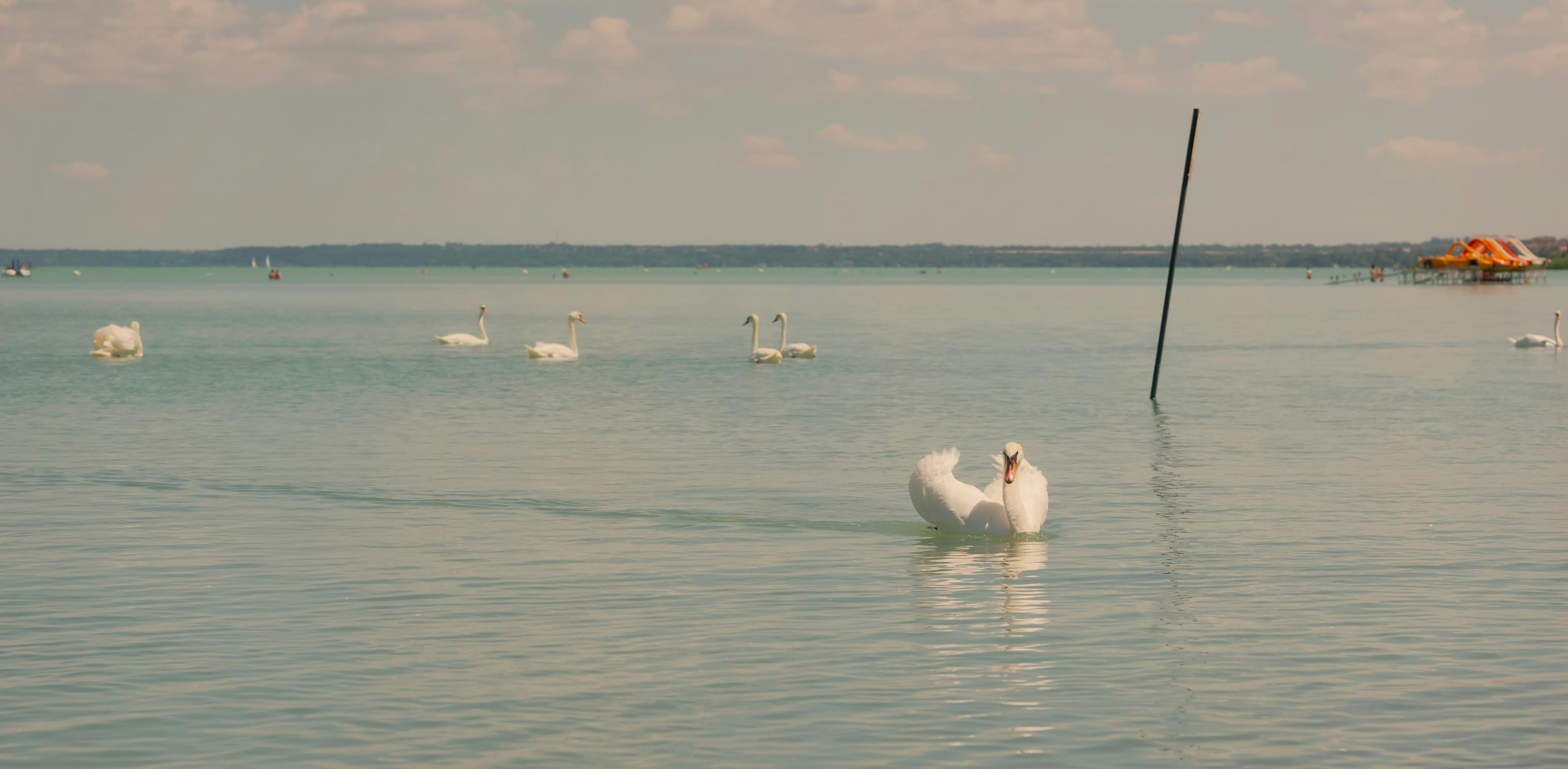 Kostnadsfria Kostnadsfri bild av balaton, cygnus, Europa Stock foto