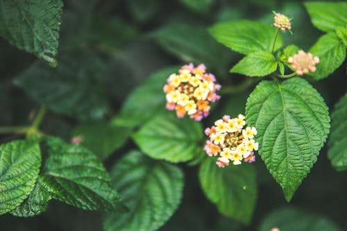 Gratis arkivbilde med blad, blader, blomst