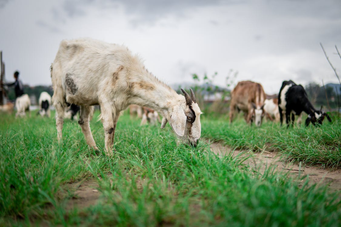 The Importance Of Regular Deworming For Goat Health 3 Free Goats Eating Grass during Day Stock Photo