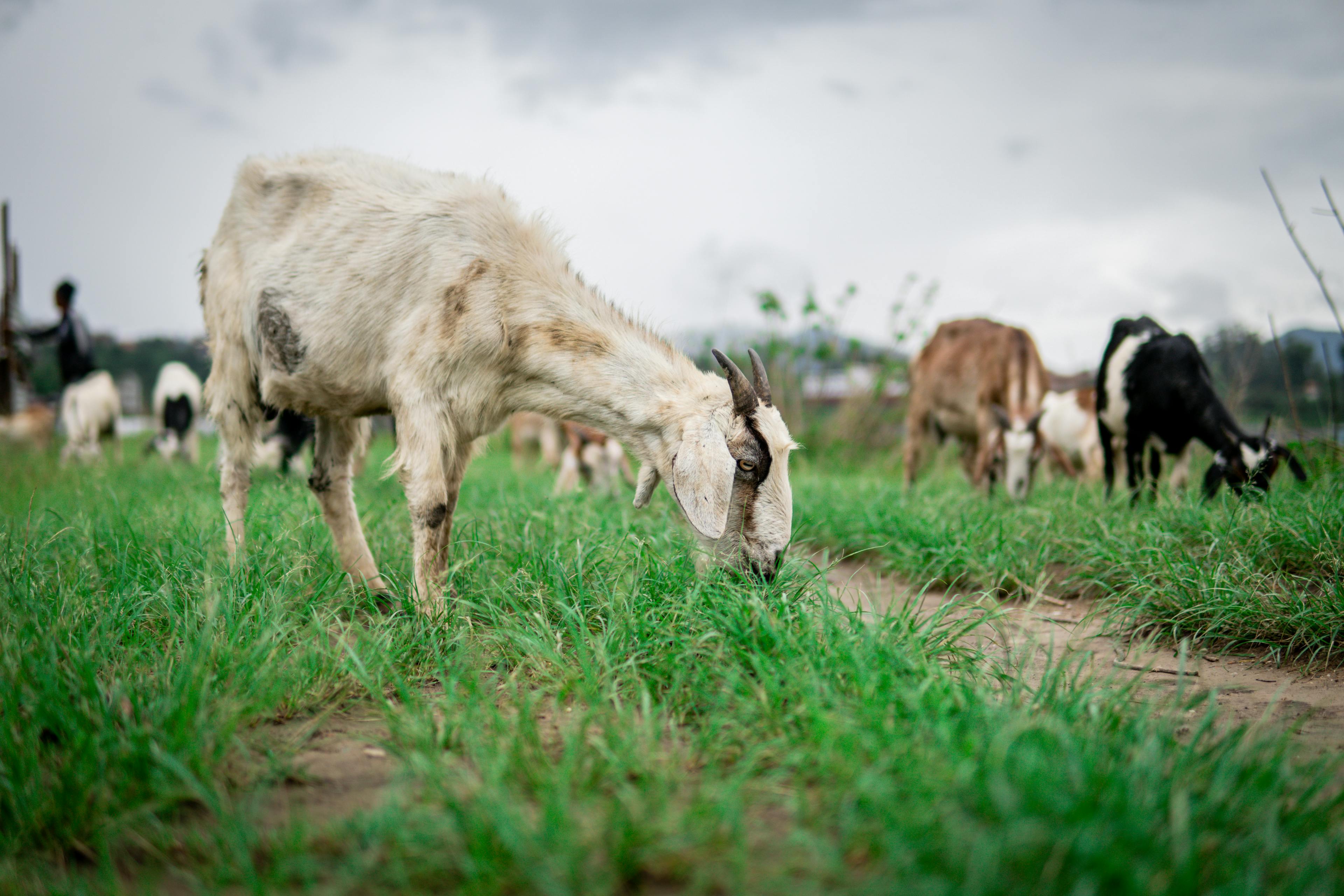 Goats eating grass in open field
