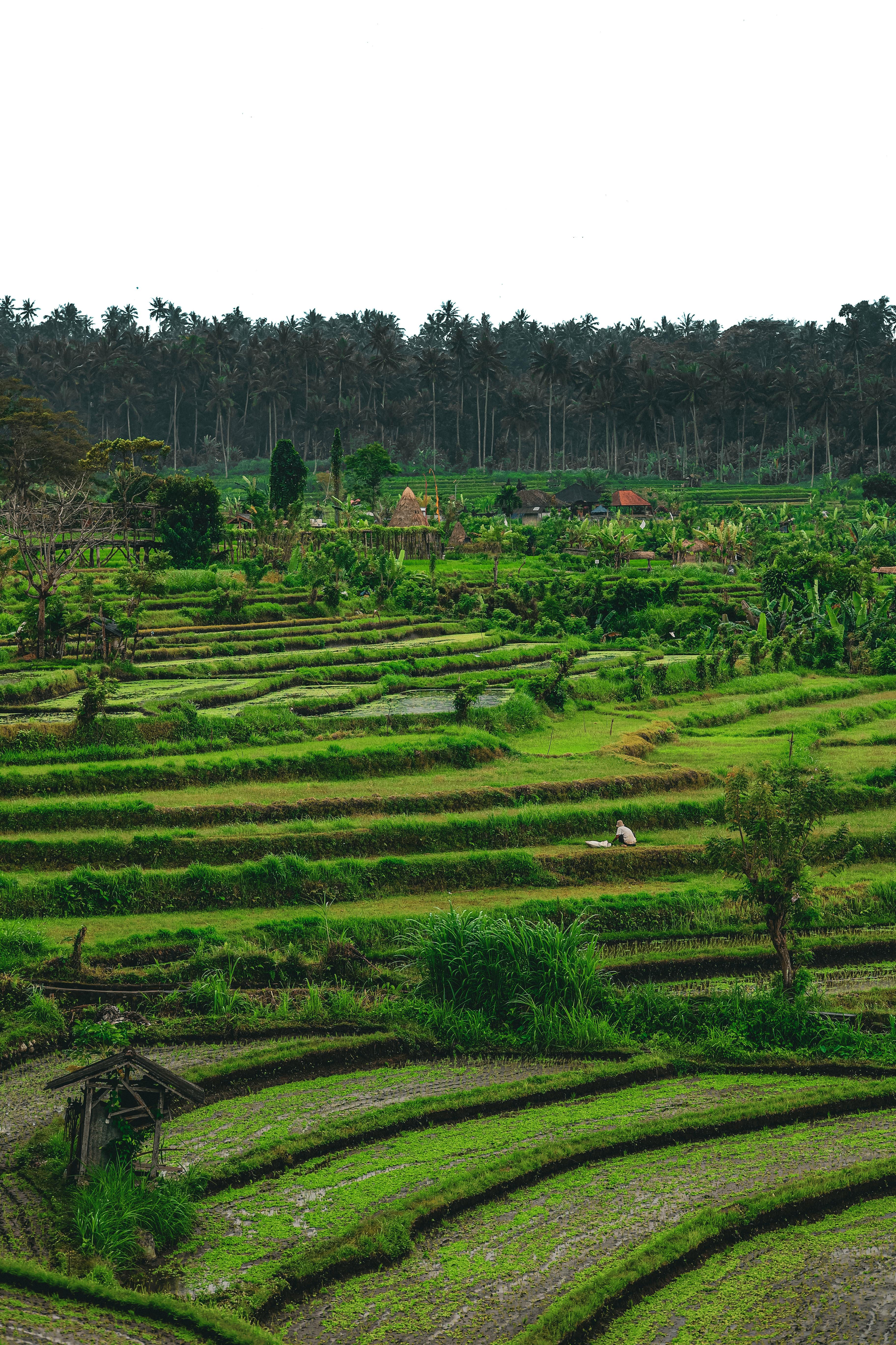 Bali Rice Fields Ubud