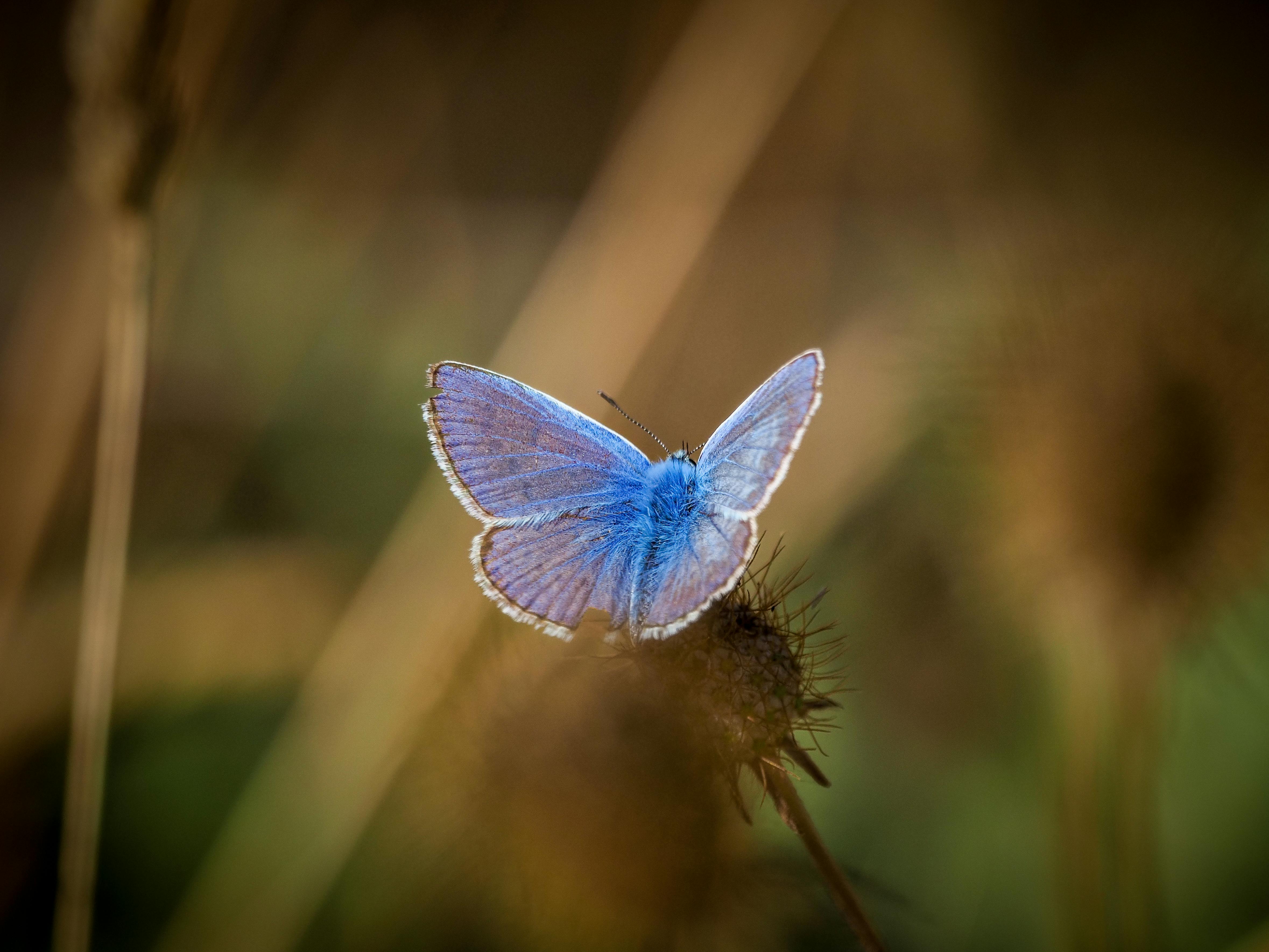 a blue butterfly sitting on top of a plant