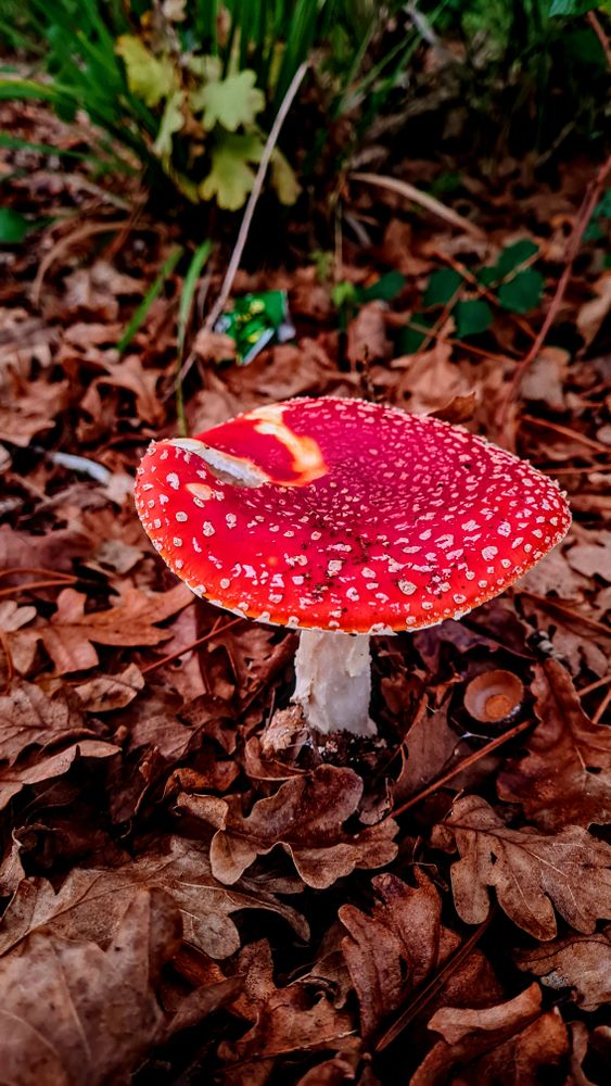 Red Toadstools Photos, Download The BEST Free Red Toadstools Stock ...