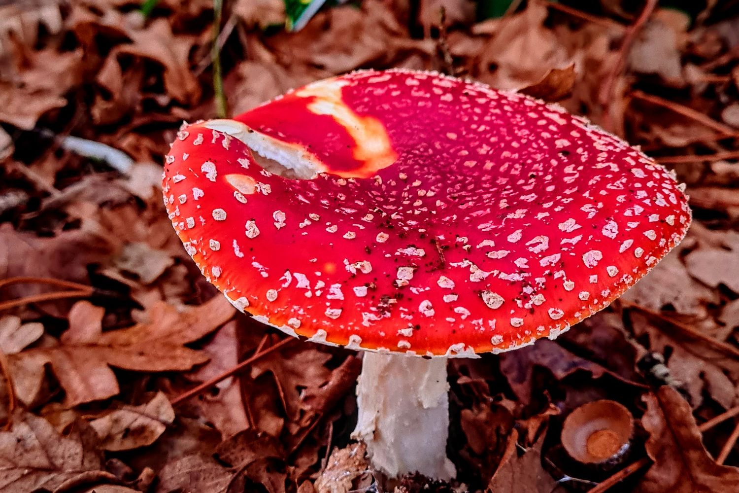 Grounded Toadstool Red Toadstools Photos, Download The BEST Free Red Toadstools Stock ...