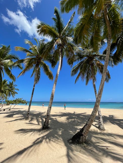 Palm-lined sandy beach in Las Terrenas, ideal for tropical relaxation and vacations. - Bottom Bay Barbados: A Guide to the Most Photographed Beach