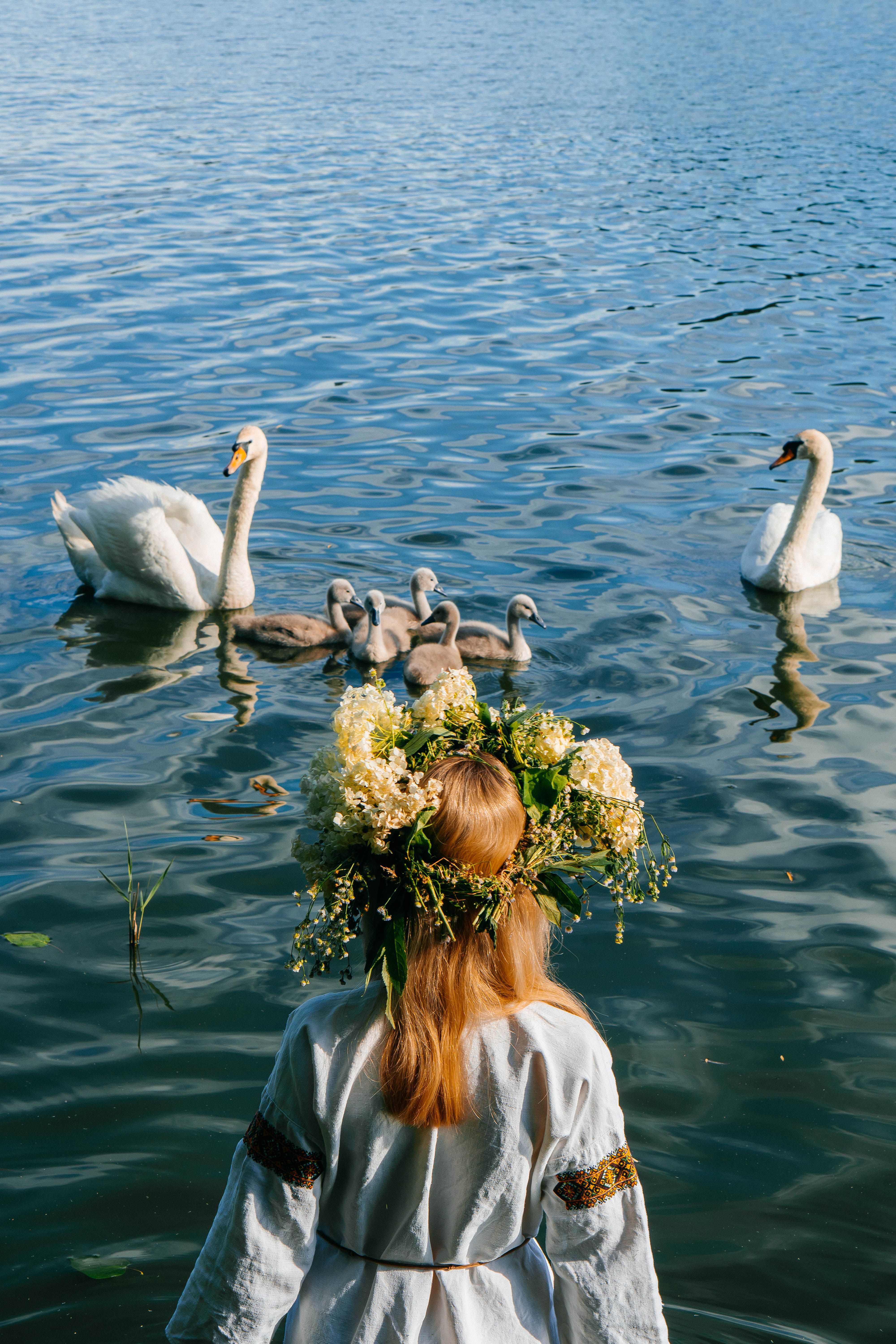 Ukrainian Swan Videomateriaalia Photos, Download The BEST Free ...