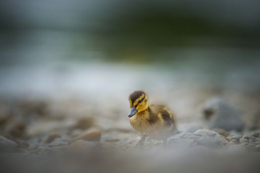 A cute duckling exploring the pebble beach at Chiemsee, Germany.