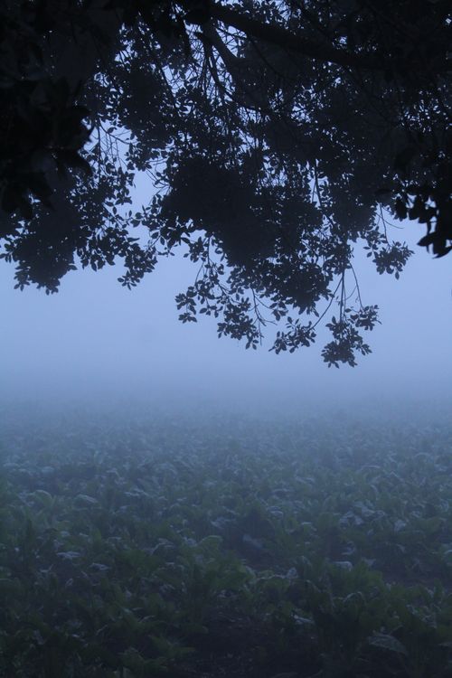 Free Foggy morning  Stock Photo