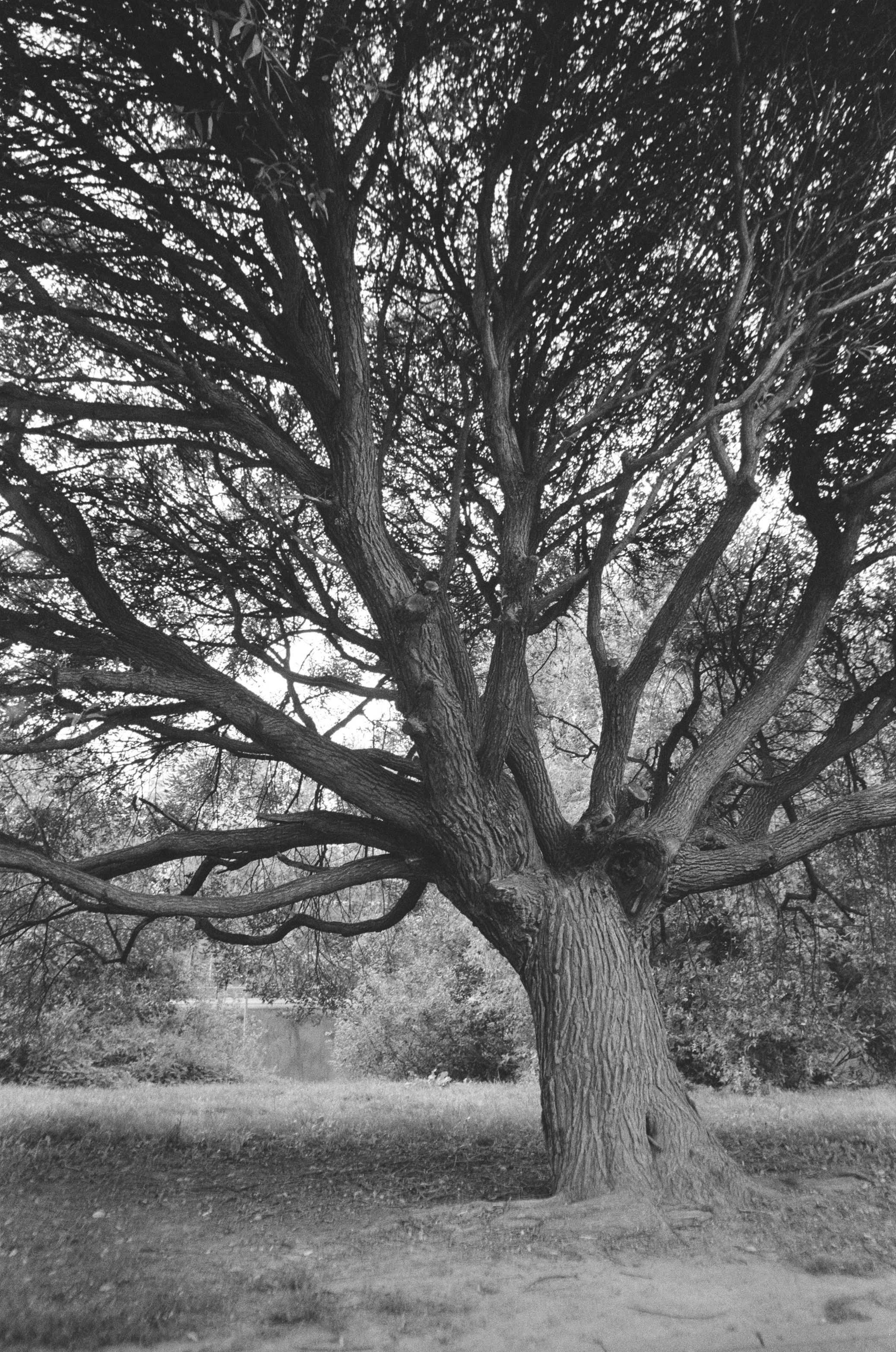 Black and White Photo of a Tree on a Field · Free Stock Photo