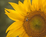 盛开的亮黄色向日葵上蜜蜂授粉的详细特写