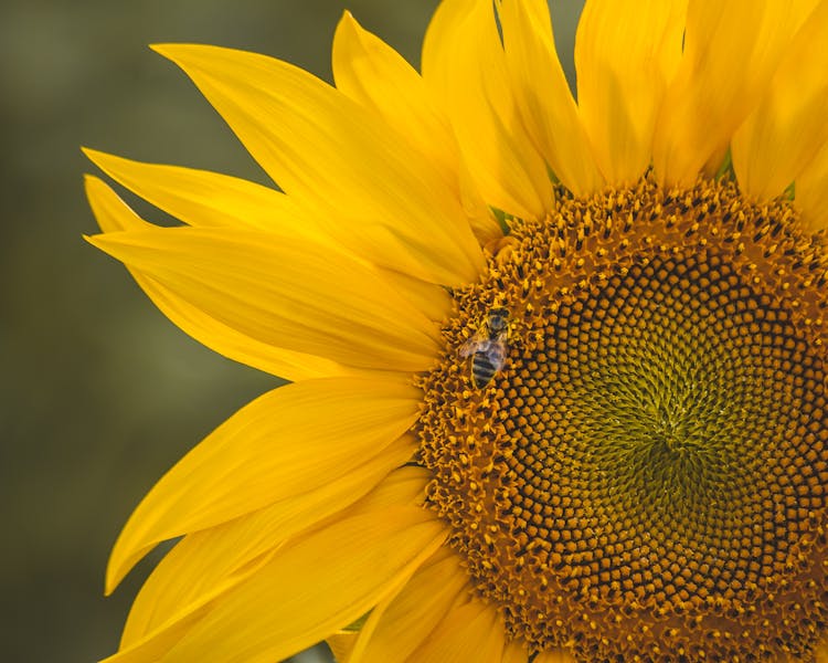 Honey Bee On Yellow Flower