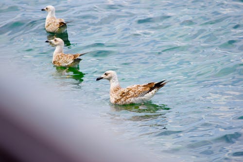 Foto profissional grátis de gaivotas