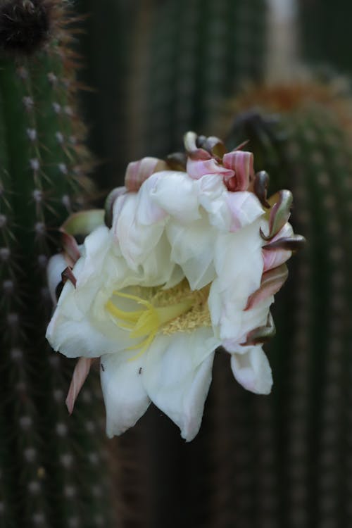 サボテン, サボテンの花, 白ピンクと黄色の花の無料の写真素材