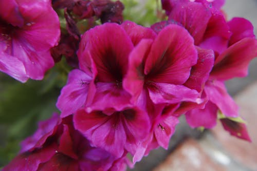 ピンクの花, フラワーズ, 鮮やかなピンクの花の無料の写真素材