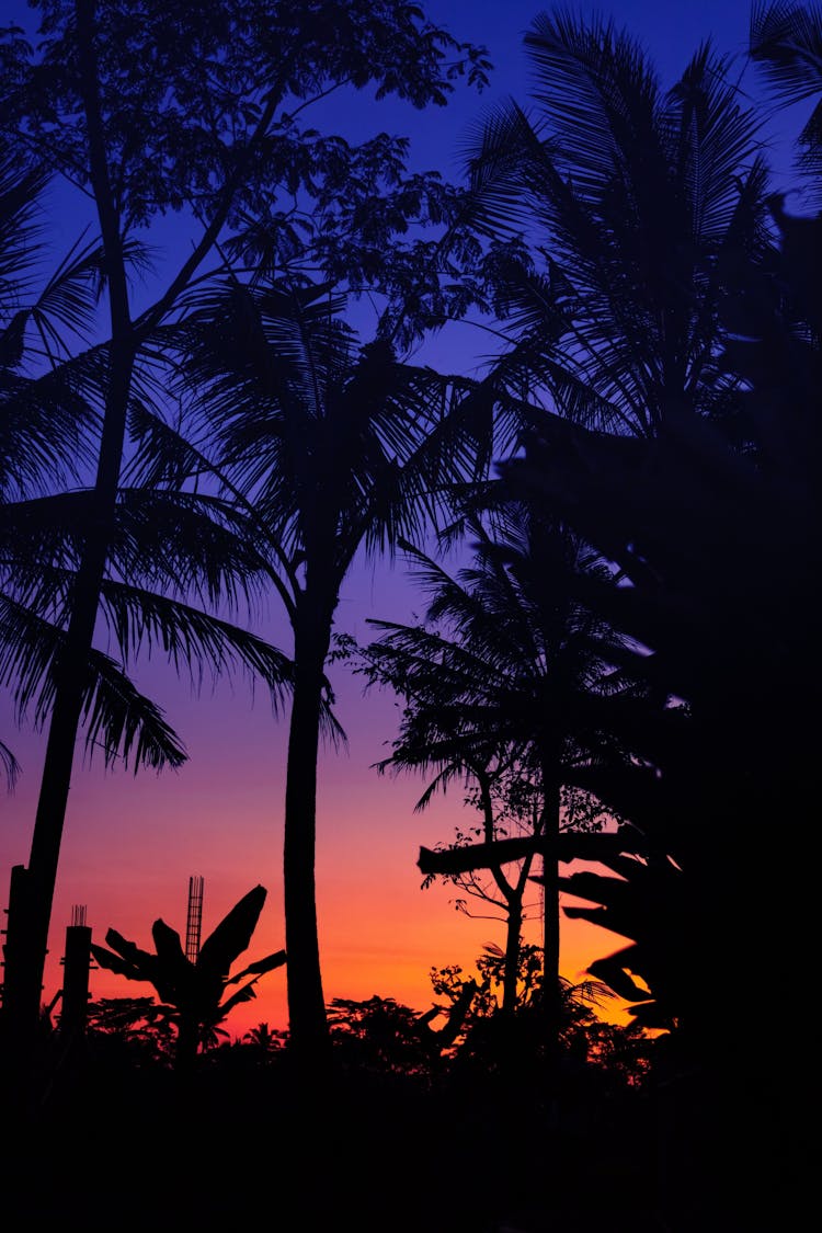 Silhouette Of Palm Trees Across Blue And Yellow Sky