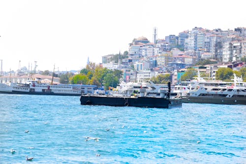 Imagine de stoc gratuită din bosphorus, panorama orașului, pescăruși