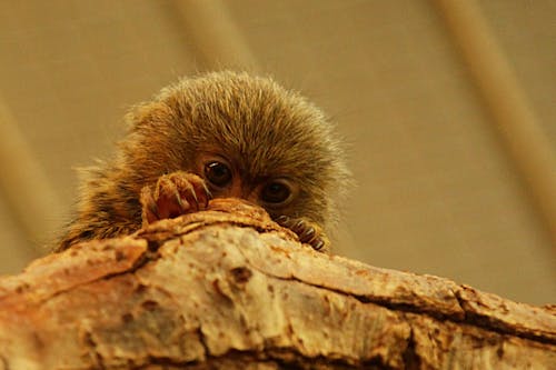 คลังภาพถ่ายฟรี ของ marmoset คนแคระ, ขน, จากด้านล่าง