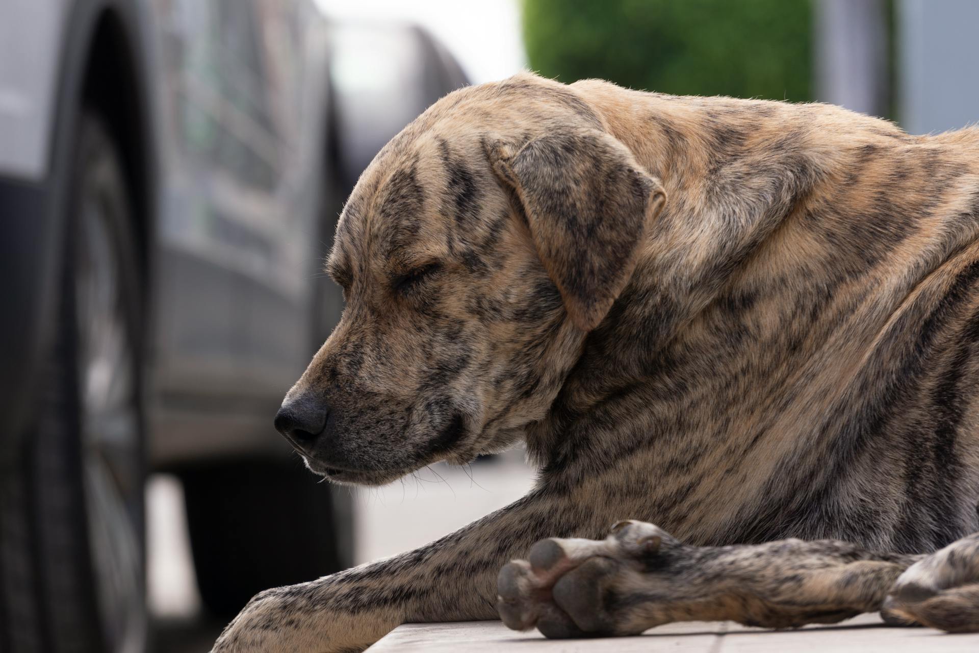 A large dog laying on the sidewalk with its head down