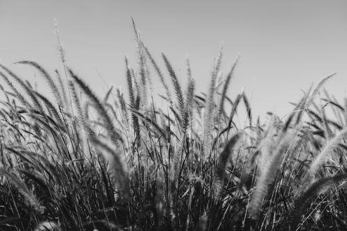 Free A serene black and white photo capturing tall grasses swaying in the early morning light, evoking a calm rural landscape. Stock Photo