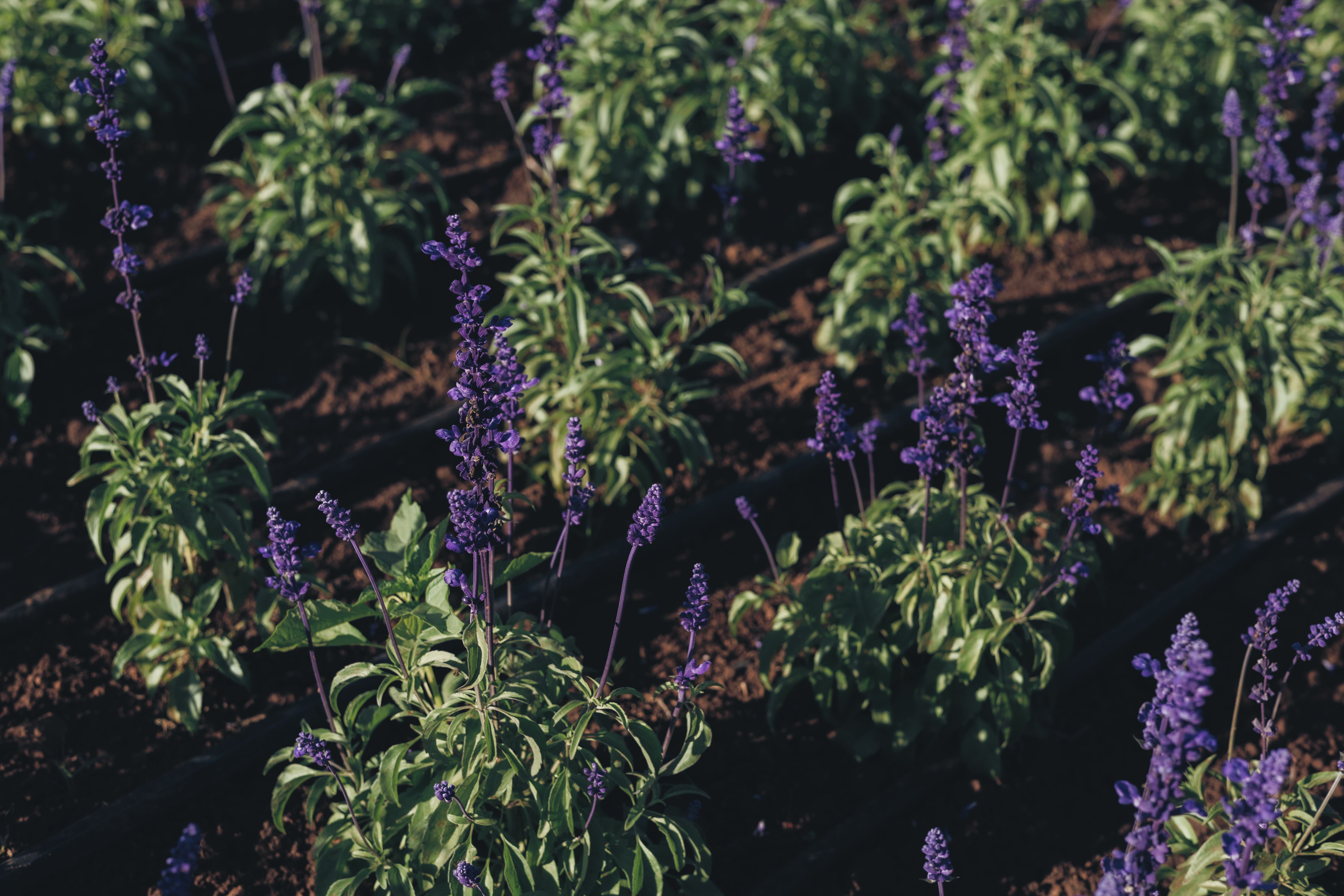 Comment créer un jardin dété résilient à Angers 