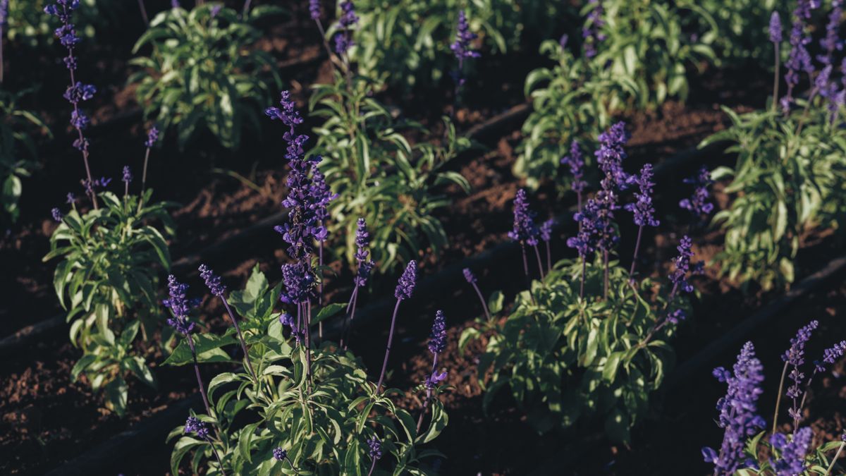 Comment créer un jardin dété résilient à Angers