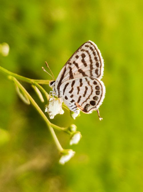 Free A delicate black and white butterfly perched on a small white flower. Stock Photo