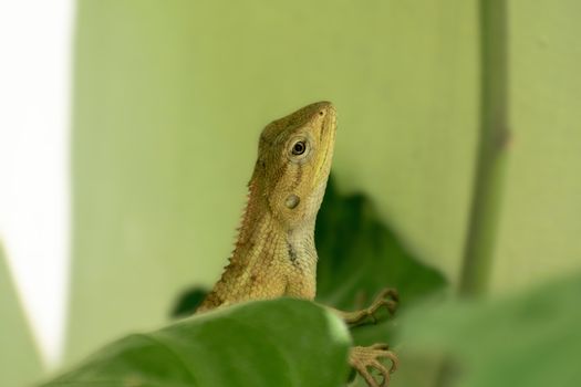 gecko photo