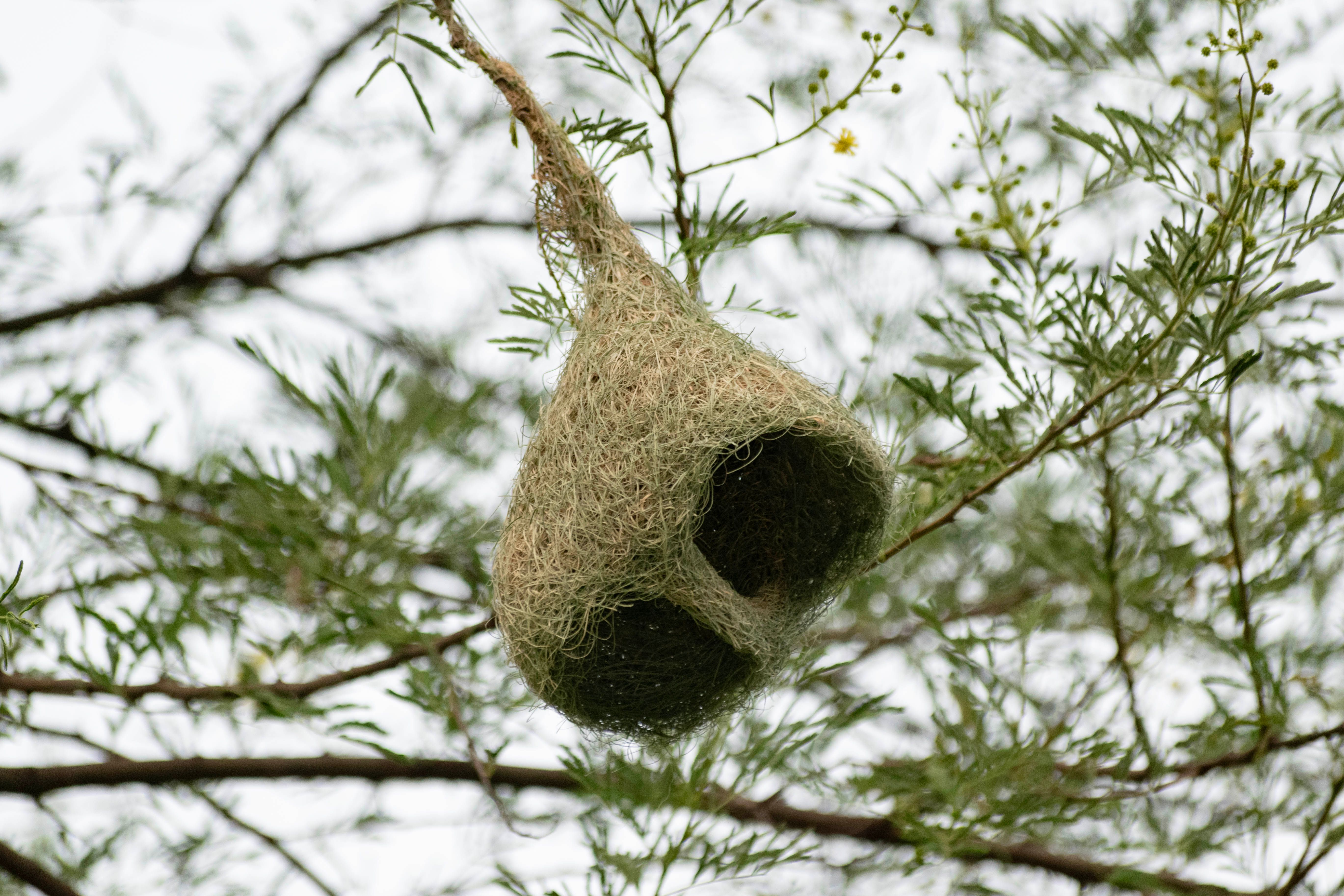 An intricately crafted weaver bird nest hanging securely from tree branches outdoors.