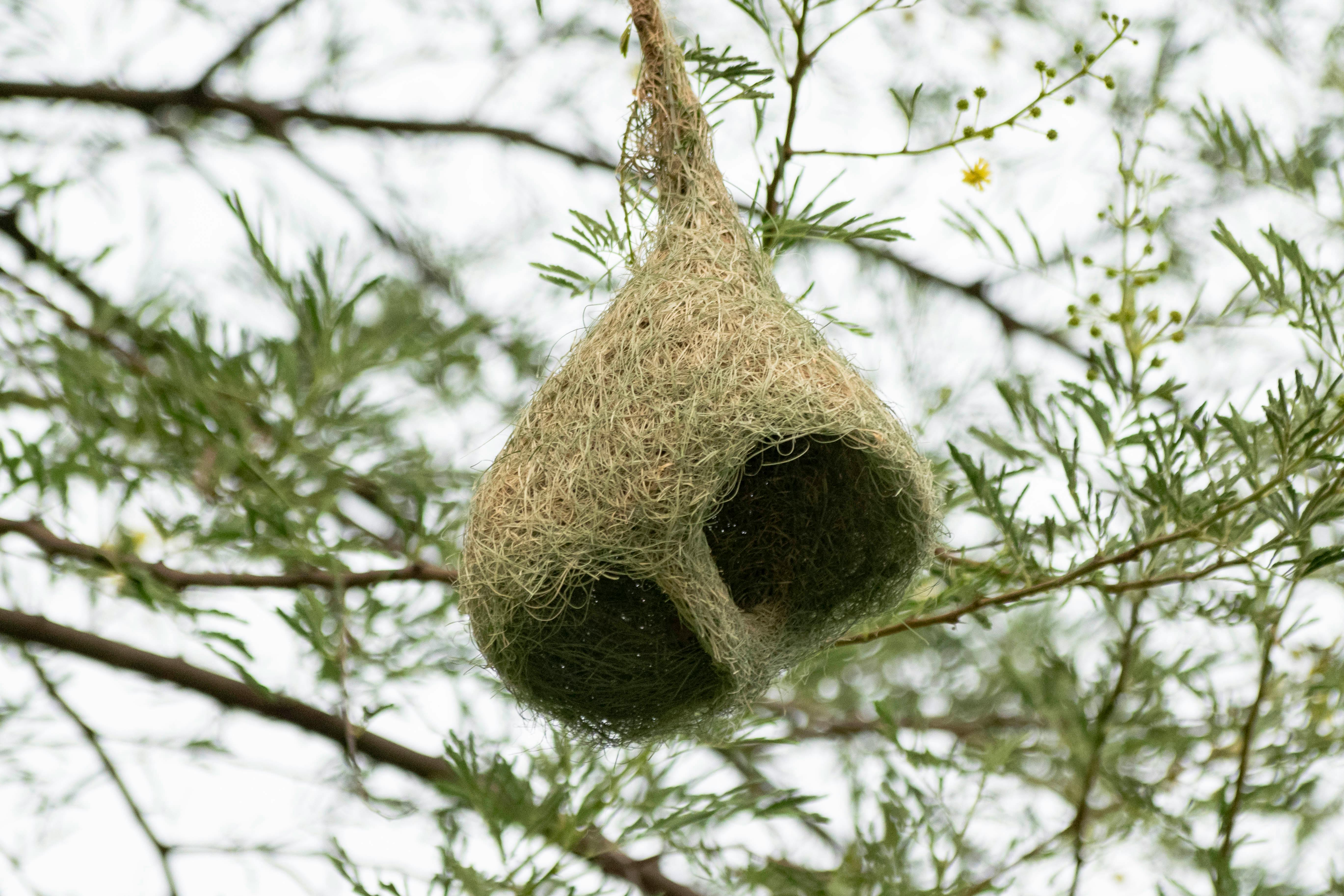 Close-up of a woven bird nest hanging from a tree in a natural setting captured in summer.