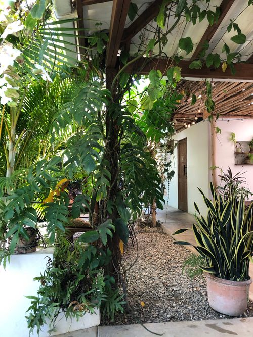Free Lush garden with tropical plants and decor in a Dominican courtyard. Stock Photo