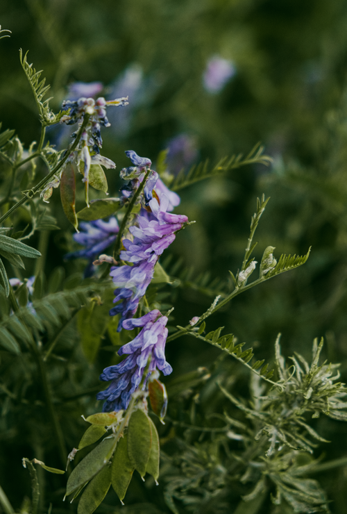Free Purple flowers beautifully captured in a vibrant green field, showcasing nature's elegance. Stock Photo