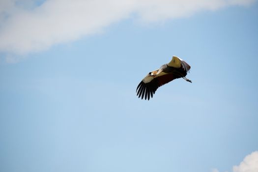 Image by Marri  Shyam