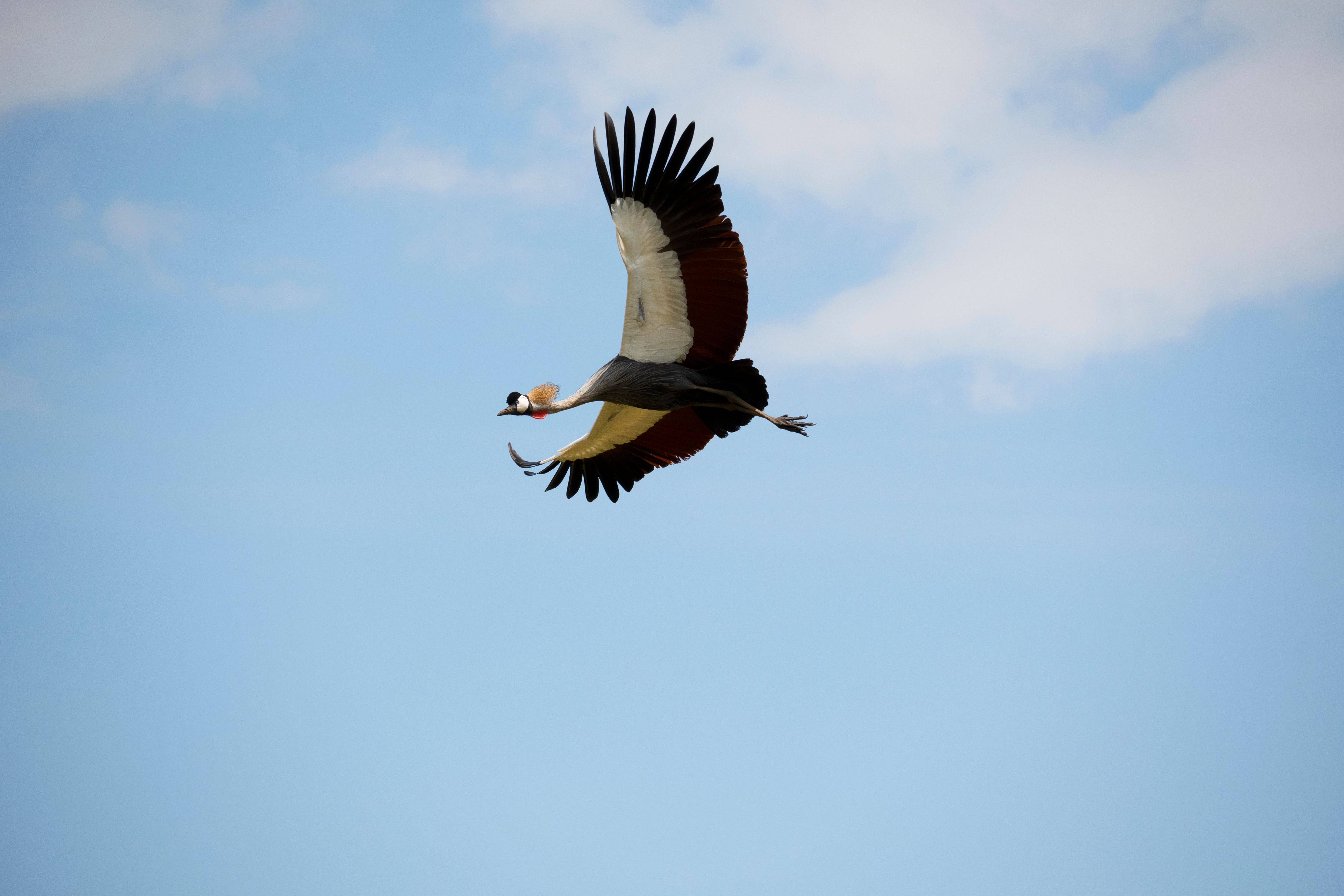 A bird flying in the sky with a long beak · Free Stock Photo