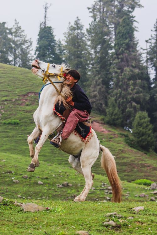 Free Youth riding a rearing horse in a vibrant green meadow, exuding adventure and freedom. Stock Photo