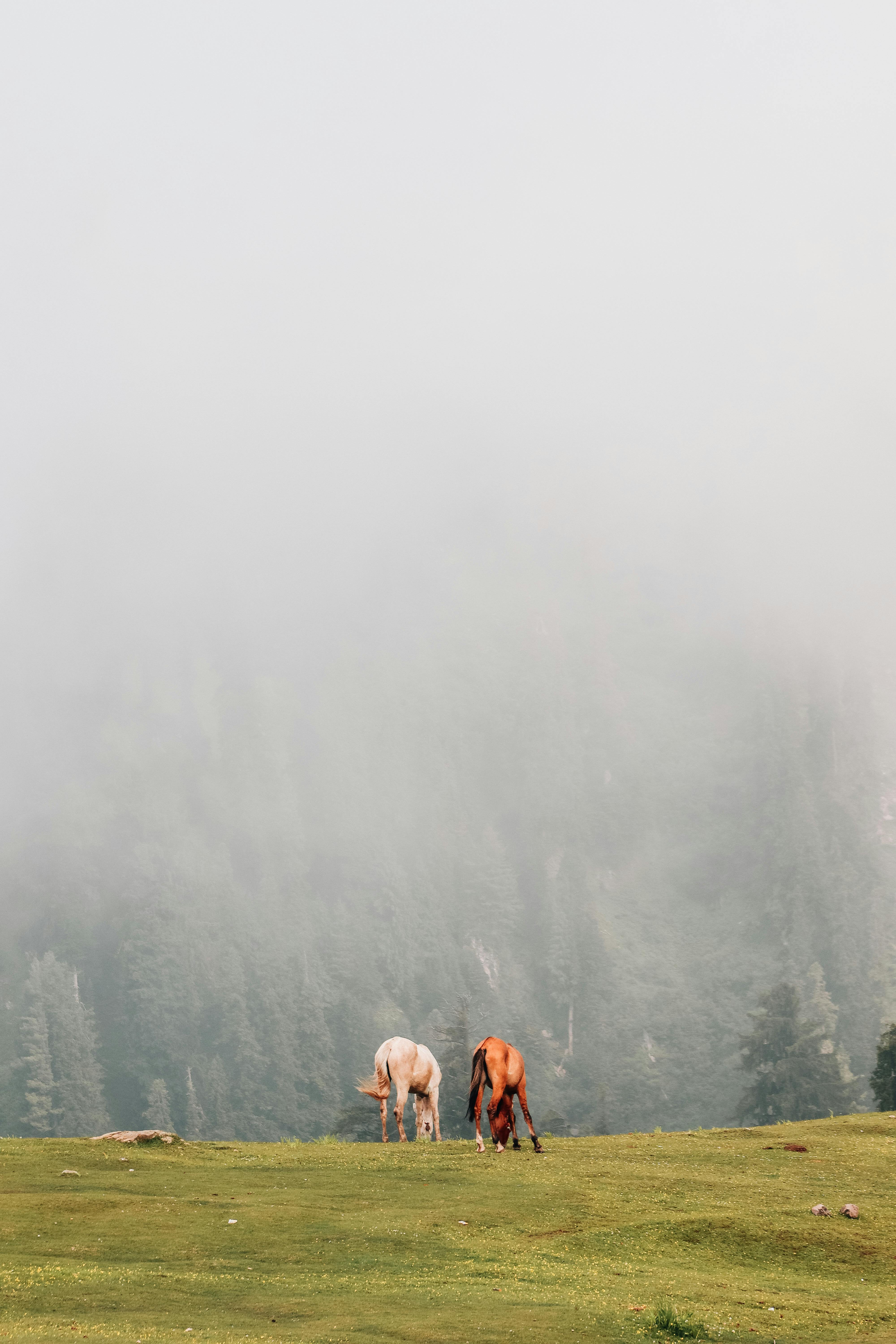 two horses standing in a field with fog