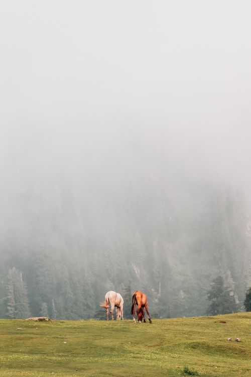 Free Two horses peacefully graze on a lush meadow surrounded by a foggy forest backdrop, creating a serene natural scene. Stock Photo