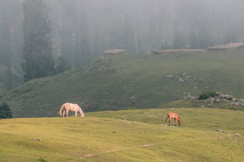 Free Two horses graze peacefully on a mist-covered hillside, offering a tranquil nature scene. Stock Photo
