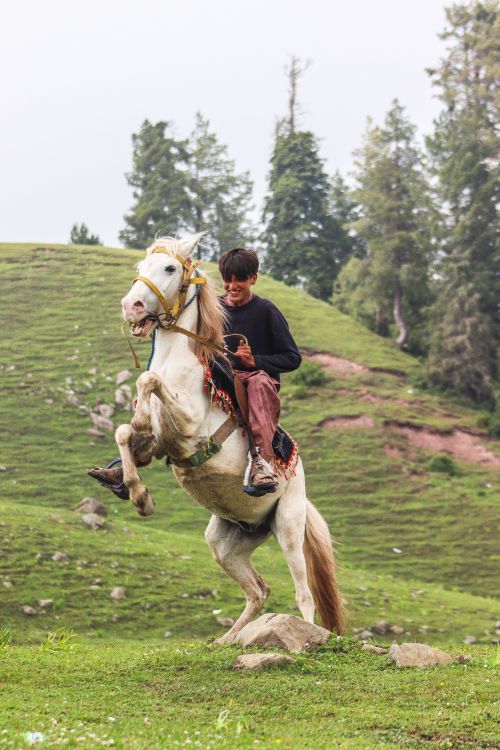 Free Young man rides rearing horse in lush, green landscape, showcasing equestrian skills. Stock Photo